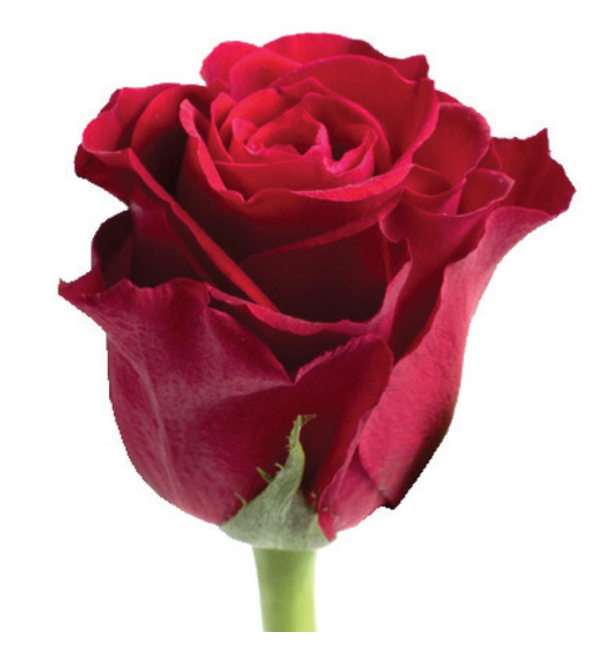 Pink Roses
